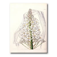 Bijela vintage orhideja I slikanje platnenog umjetničkog tiska