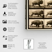Wynwood Studio životinje zidne umjetničko platno ispisuje zoološki vrt 'Buffalo In Motion' - smeđa, smeđa