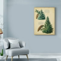 Zaštitni znak likovna umjetnost 'Colorado Blue Spruce & Norway Spruce' Canvas Art od Nepoznatog